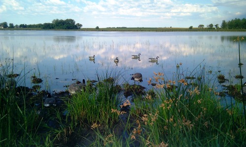 Geese on the Lake.
