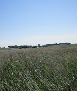 Field