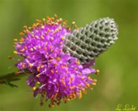 Prairie Clover